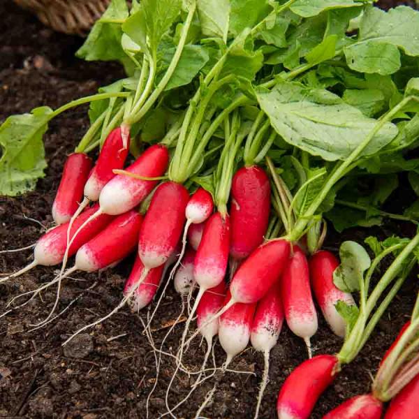 Potagères - Radis de 18 Jours - BIO - face recto